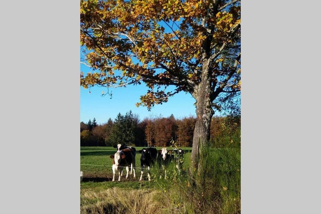 Maison Independ. 6 Personnes A 10 Mn De Gerardmer Granges-sur-Vologne Екстер'єр фото